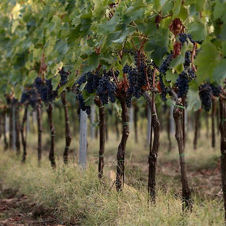 Montepulciano Stazione Agriturismo Casagrande מראה חיצוני תמונה